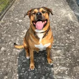 Porträt von Balu, dem Agenturhund